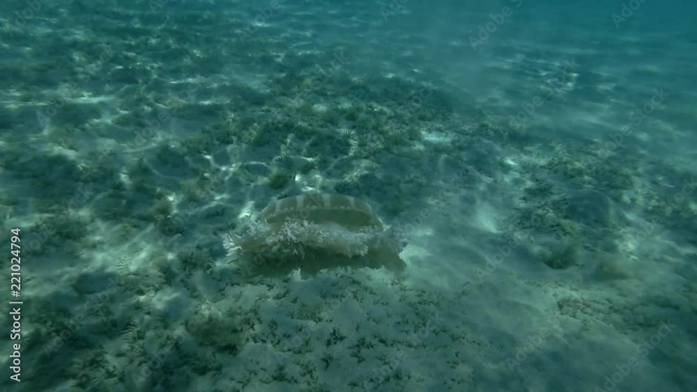Upside Down Jellyfish Cassiopea andromeda swim over sandy bottom (Underwater shot, 4K / 60fps)
Upside Down Jellyfish Cassiopea andromeda swim over sandy bottom (Underwater shot, 4K / 60fps)