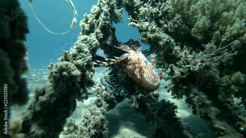 Red Lionfish Pterois volitans resting on the wreck upside down (Underwater shot, 4K / 60fps)
 photo