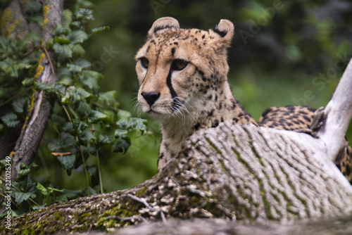 Leopard