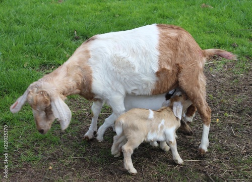 Goat and the kids © Andrew