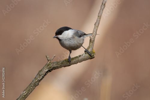 Willow tit sits on a branch covered with lichen (side view, on a calm background).