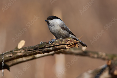 Willow tit sits on a branch, clutching a sunflower seed between the legs.