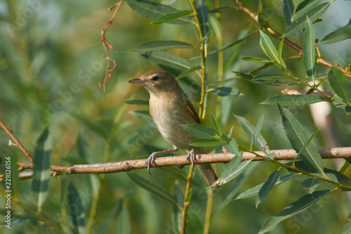 Blyth's reed warbler sits in the crown of a weeping willow in its natural habitat.