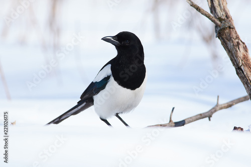 Eurasian magpie sits in the snow, turning its head (isolated on a snowy background).