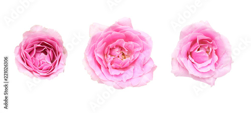Fototapeta Naklejka Na Ścianę i Meble -  薔薇