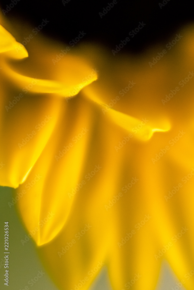 Fototapeta premium Sunflower