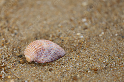 Muschel in Sand