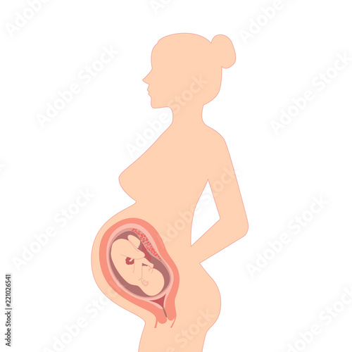 Pregnant woman on a white background. Illustration of a silhouette of a pregnant woman with an embryo