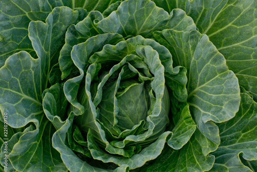 Background of cabbage leaves. Background of cabbage leaves.