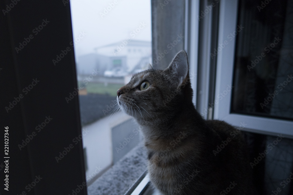 beautiful cat sitting on a windowsill looking outside