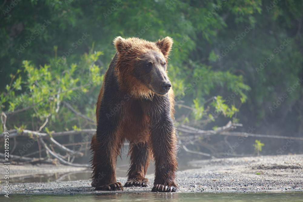 Φωτογραφία Kamchatka brown bear hunting salmon on the cold water of lake Kurile in wild Kam