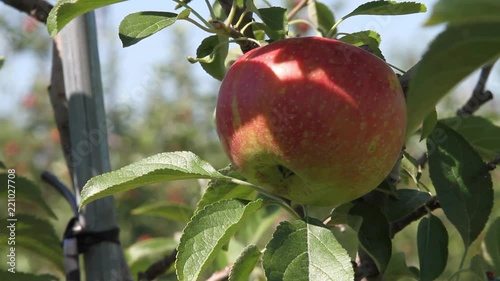 Apples red on tree
