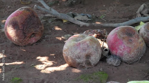 Apples rotten on the ground