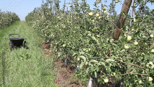 Apple Farm