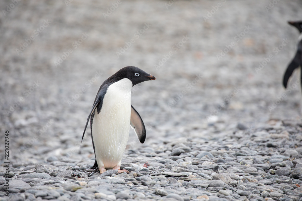Naklejka premium penguin in the arctic