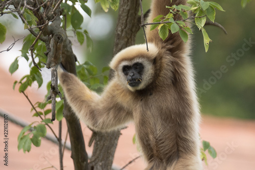 male gibbon.