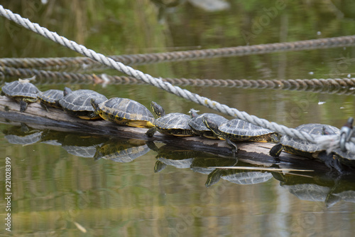 Schildkröten