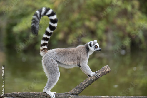 ring tailed lemur on branch of tree photo