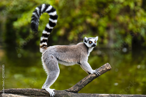ring tailed lemur on branch of tree photo