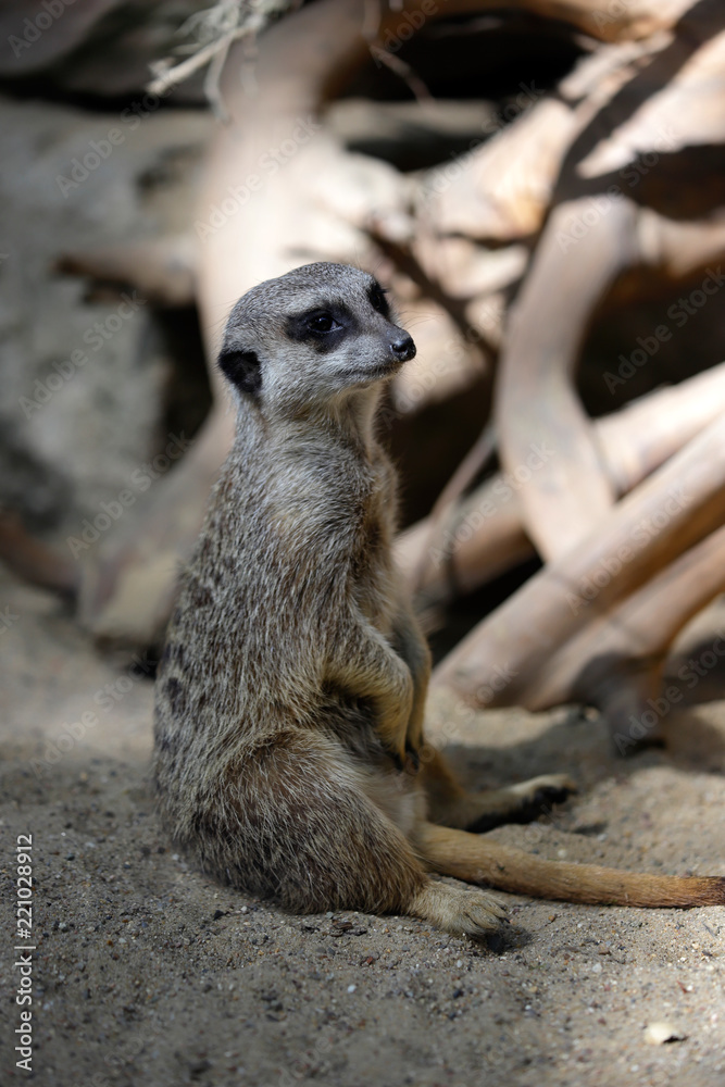 Fototapeta premium Full body of sitting wild African Meerkat (Suricata suricatta)