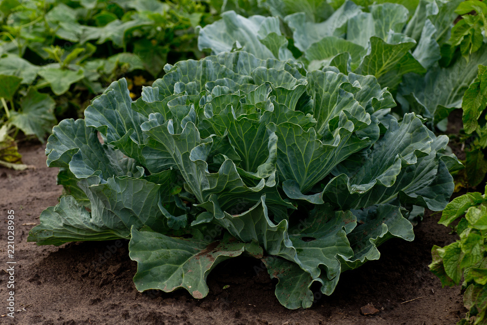 Brassica oleracea, Background of cabbage, headed cabbage leaves. Dew drops on a leaf of cabbage. Green juicy color of the plant. big fresh white cabbage Brassica oleracea, Background of cabbage, headed cabbage leaves. Dew drops on a leaf of cabbage. Green juicy color of the plant. big fresh white cabbage