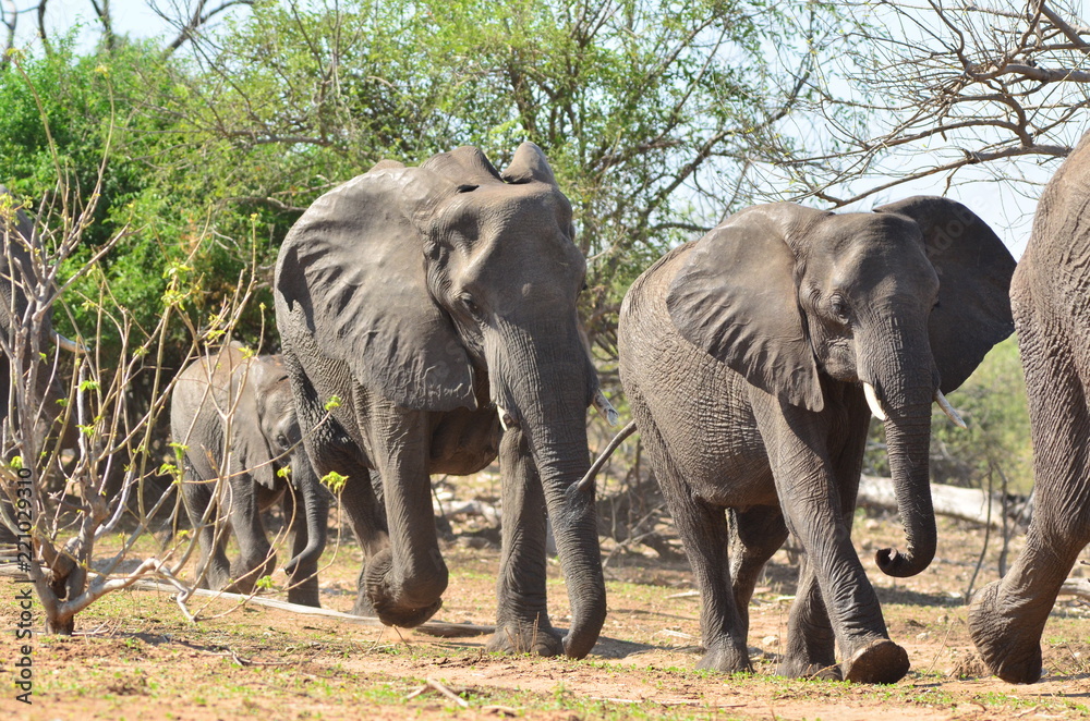 Elefantenherde - Chobepark, Botswana