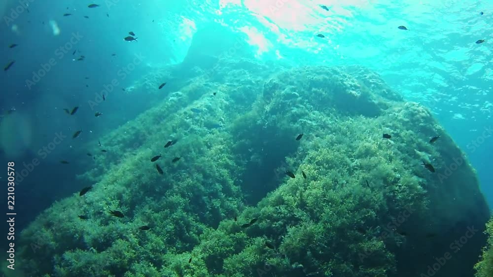 Underwater landscape in the Mediterranean sea Underwater landscape in the Mediterranean sea