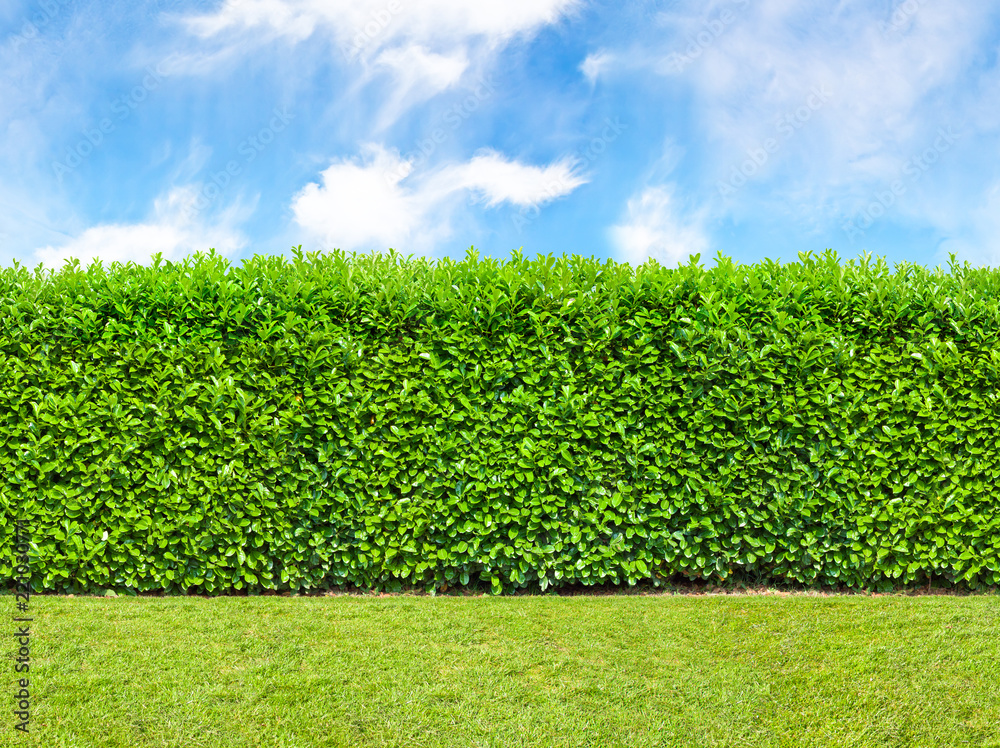 Tall  bush hedge with sky and grass. Seamless endless pattern. - obrazy, fototapety, plakaty 