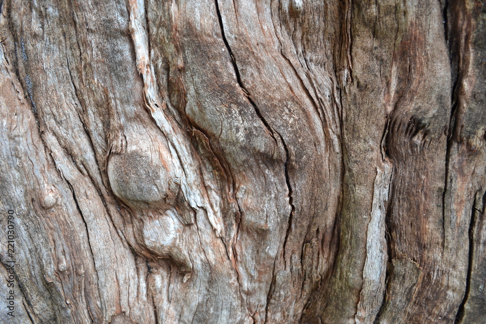 Fototapeta premium tree 