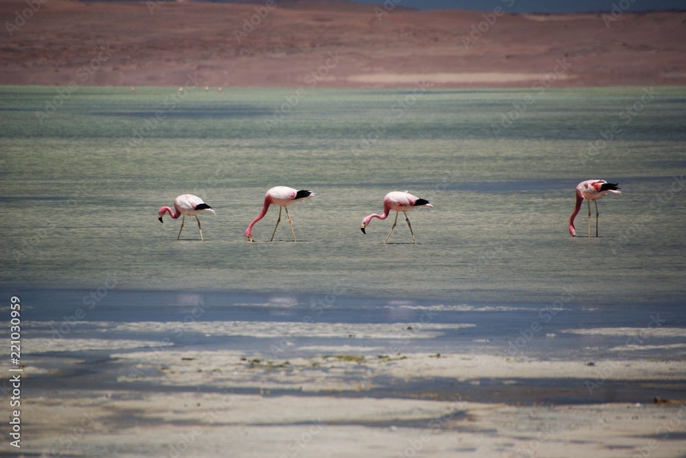Laguna Colorada - Altiplano, Bolivien