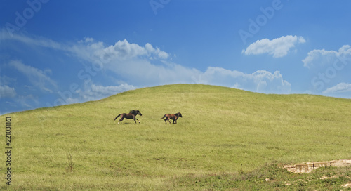 brown horse drives and runs across the field after another individual proving his leadership qualities