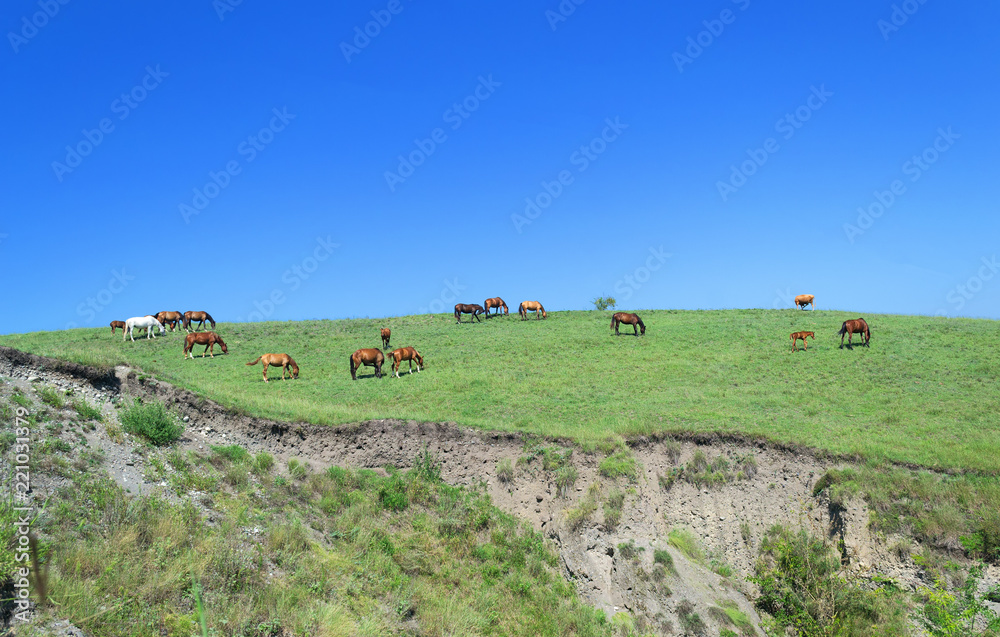 Fototapeta premium herd of brown horses against a colorful blue sky and green hills