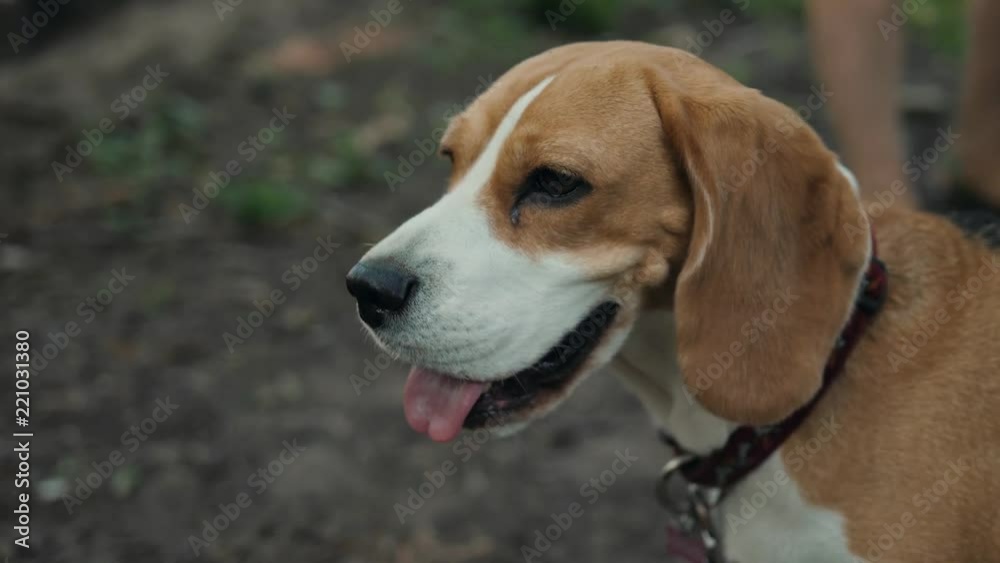 Beagle dogs look forward to eating. Dog walking walk with training Beagle dogs look forward to eating. Dog walking walk with training