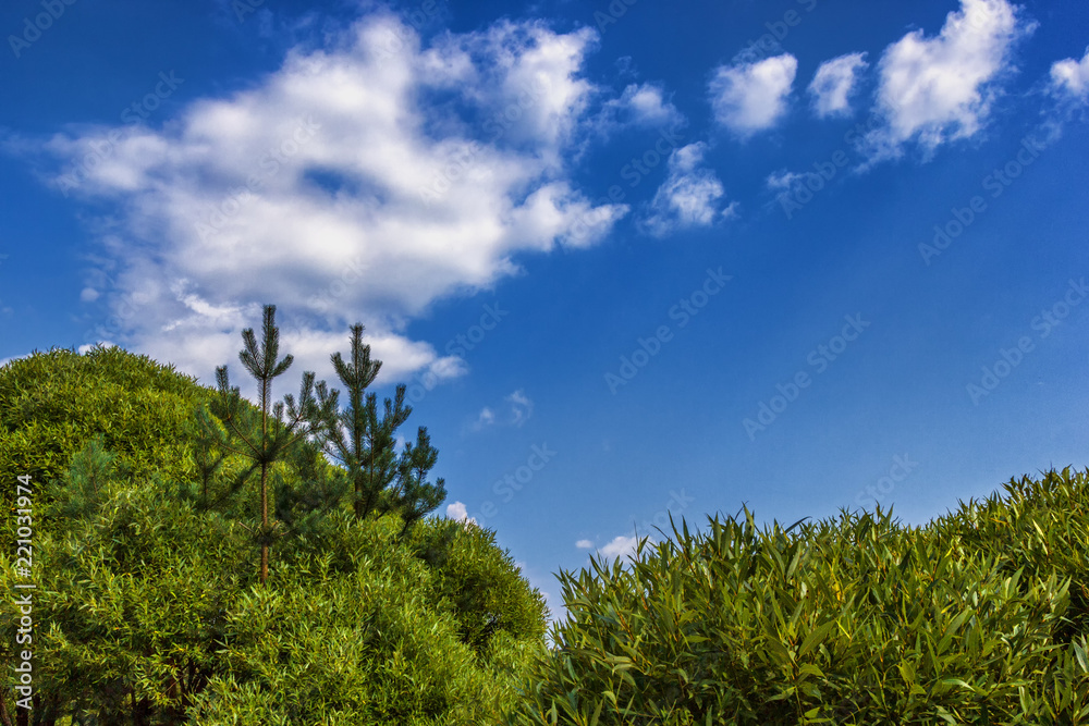 Crown tree with green leaves, against the sky Crown tree with green leaves, against the sky