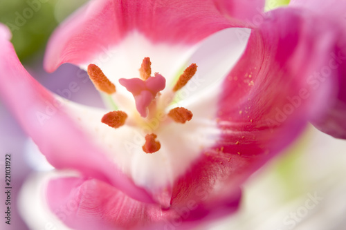 Wunderbare Einblick in eine Tulpe