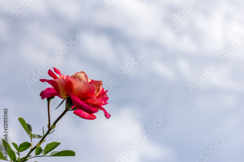 Rose against the sky.