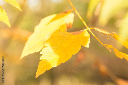 Autumn comes on glowing blurry background 