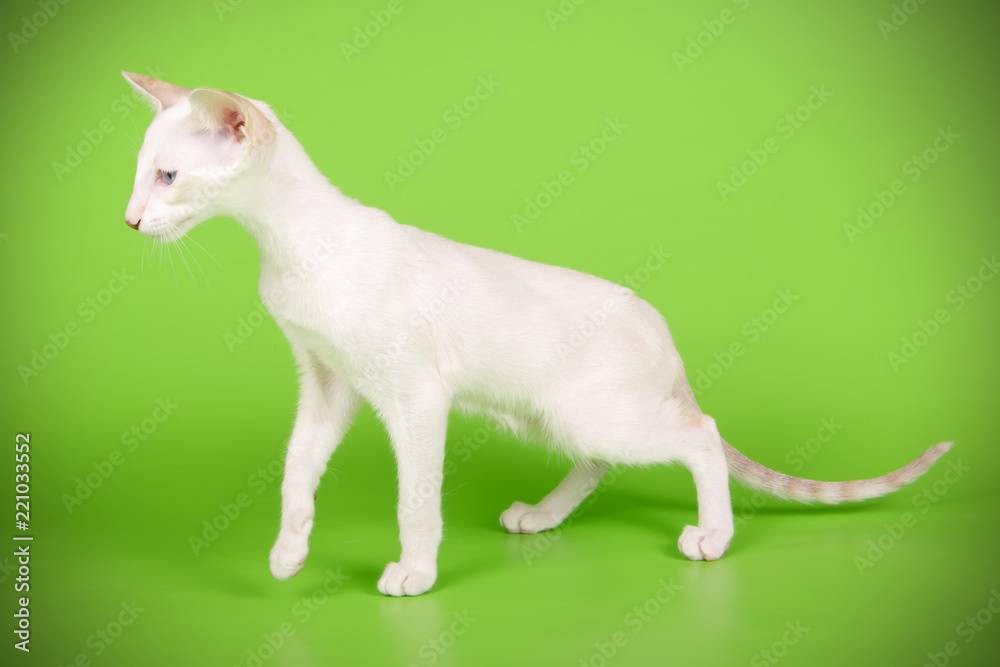 Siamese cat on colored backgrounds