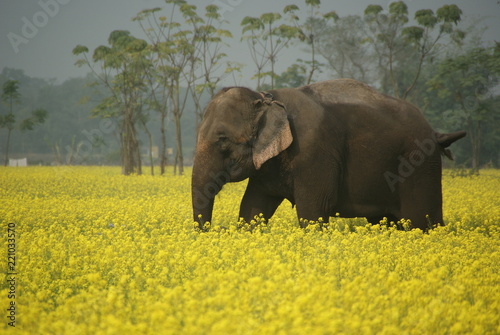 Elefant im Chitwan Nationalpark - Nepal