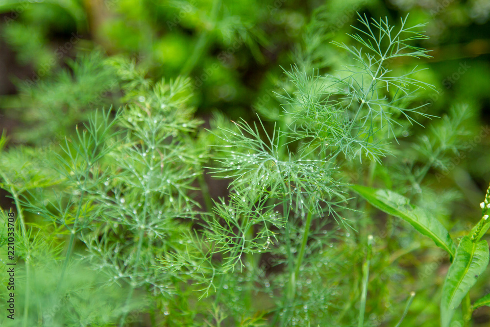 Green thickets of fresh young dill in drops of dew after rain. Plants in the morning dew on the plot. Juicy appetizing homemade vitamins. Close-up. Green thickets of fresh young dill in drops of dew after rain. Plants in the morning dew on the plot. Juicy appetizing homemade vitamins. Close-up.