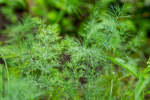 Green thickets of fresh young dill in drops of dew after rain. Plants in the morning dew on the plot. Juicy appetizing homemade vitamins. Close-up.
