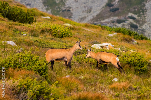 Fototapeta Naklejka Na Ścianę i Meble -  Mountain goat alias Rupicapra Rupicapra Tatrica in High Tatras, Slovakia