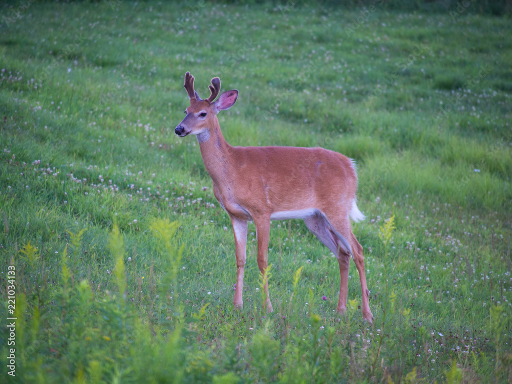 Deer Deer