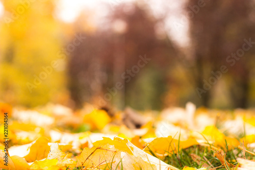 Sunny autumn scenery in an city park