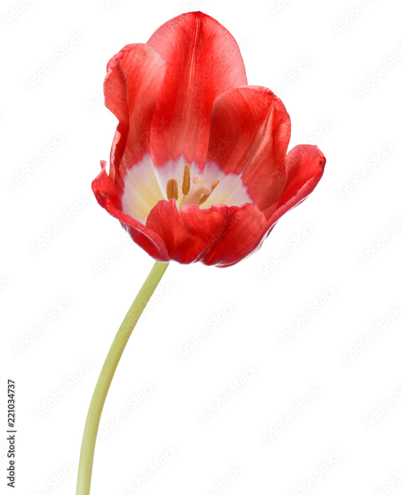 red tulip flower head isolated on white background