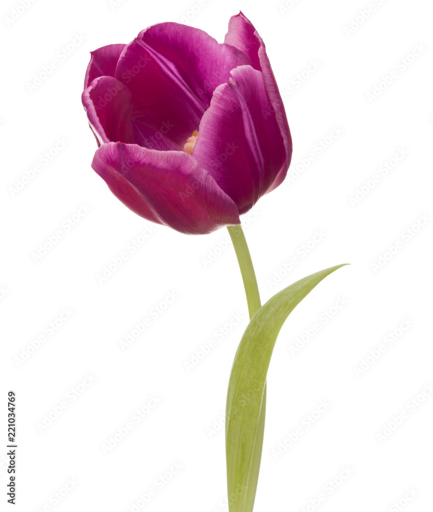 lilac tulip flower head isolated on white background lilac tulip flower head isolated on white background