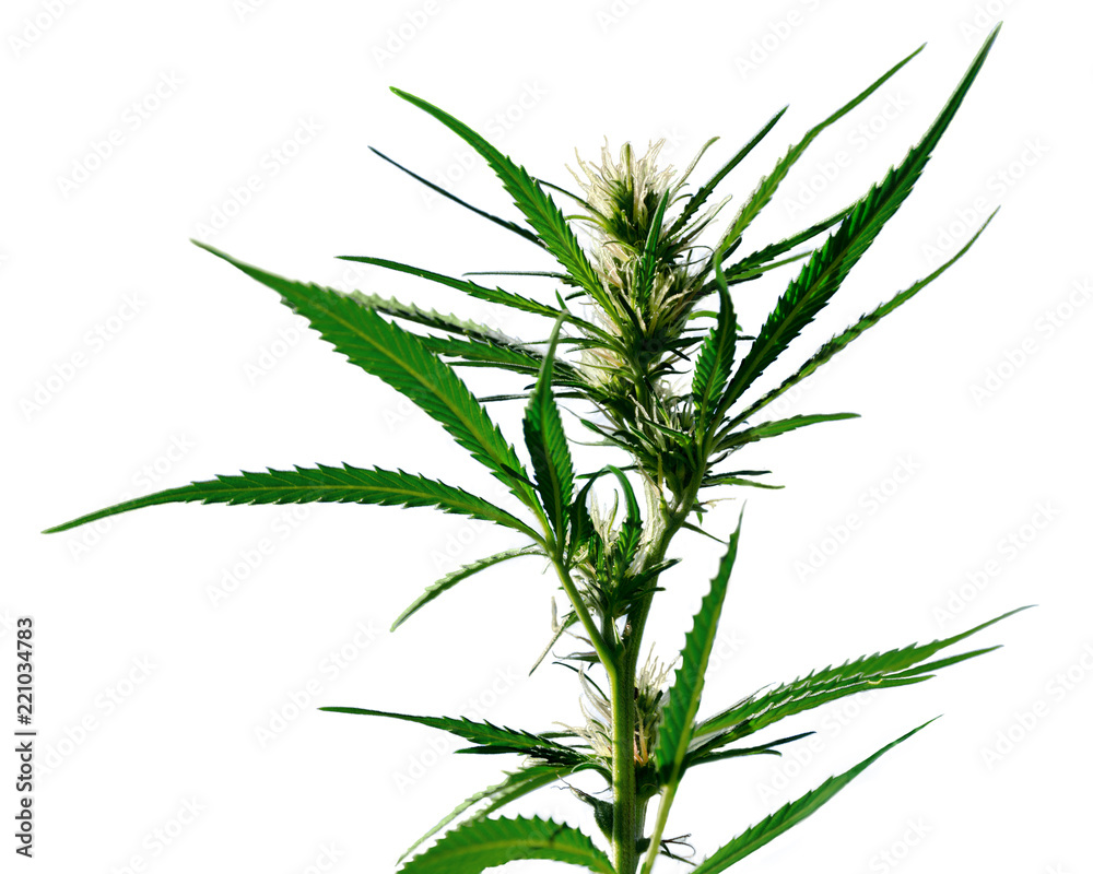Fototapeta premium Hemp plant on white background. Marijuana bush with flowers isolated on white background.