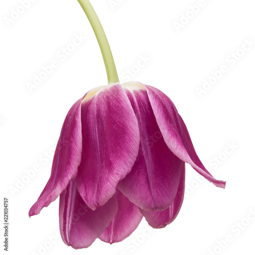 Fototapeta Naklejka Na Ścianę i Meble -  lilac tulip flower head isolated on white background