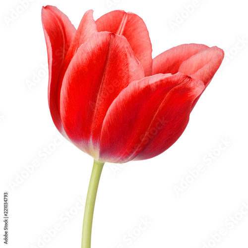 Fototapeta Naklejka Na Ścianę i Meble -  red tulip flower head isolated on white background