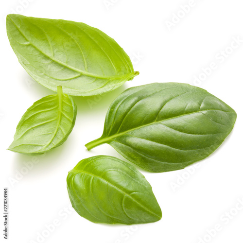 Sweet basil herb leaves handful isolated on white background closeup